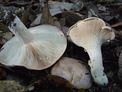 Lactarius argillaceifolius megacarpus