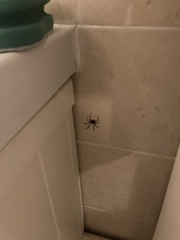 Steatoda nobilis