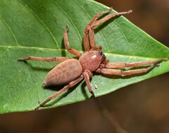 Thelcticopis