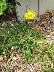 Gazania rigens