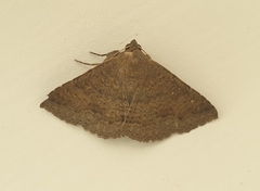Ericeia subsignata
