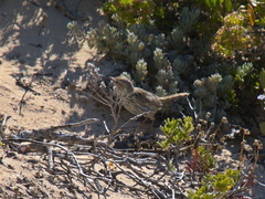Calamanthus campestris