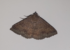 Ericeia subsignata