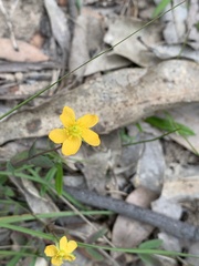 Hypericum gramineum