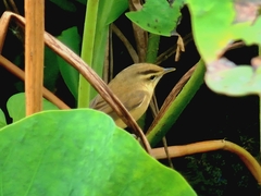 Acrocephalus bistrigiceps