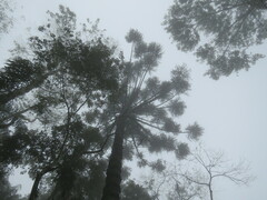 Araucaria angustifolia