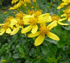 Senecio angulatus