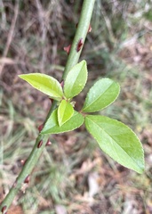 Rosa laevigata