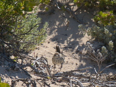 Calamanthus campestris