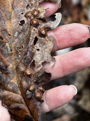 Callirhytis quercusfutilis