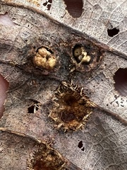 Callirhytis quercusfutilis