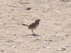 Calamanthus campestris