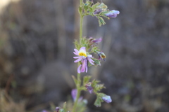 Schizanthus hookeri