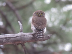 Glaucidium gnoma