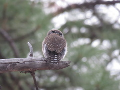 Glaucidium gnoma