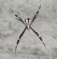 Argiope