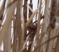 Phleocryptes melanops