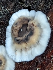 Coniophora puteana