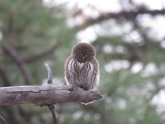 Glaucidium gnoma