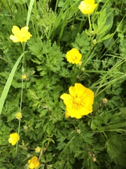 Ranunculus hispidus