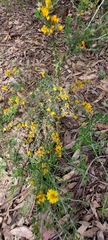 Pultenaea gunnii