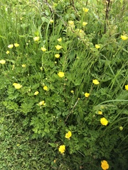 Ranunculus hispidus