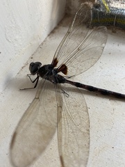 Gynacantha membranalis