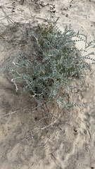 Astragalus magdalenae