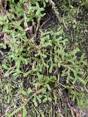 Selaginella douglasii
