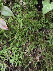 Selaginella douglasii