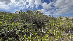 Laguncularia racemosa