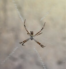 Argiope picta
