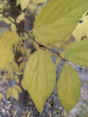 Philadelphus lewisii