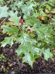 Quercus shumardii