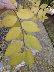 Philadelphus lewisii