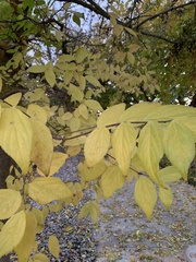 Philadelphus lewisii