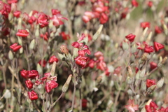 Viviania marifolia