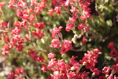 Viviania marifolia