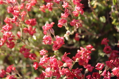 Viviania marifolia