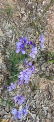 Cheiranthera linearis