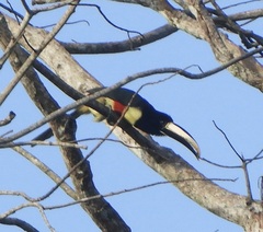 Pteroglossus aracari