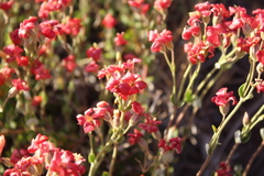 Viviania marifolia