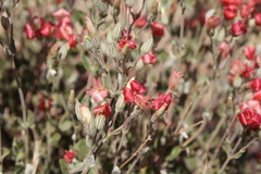 Viviania marifolia