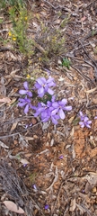 Cheiranthera linearis