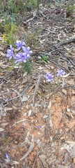 Cheiranthera linearis