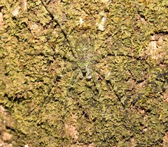 Pandercetes gracilis