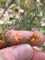 Dillwynia phylicoides