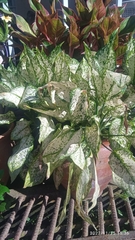Aglaonema commutatum