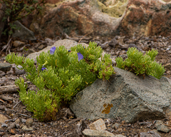 Nolana stenophylla