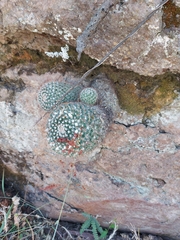 Mammillaria